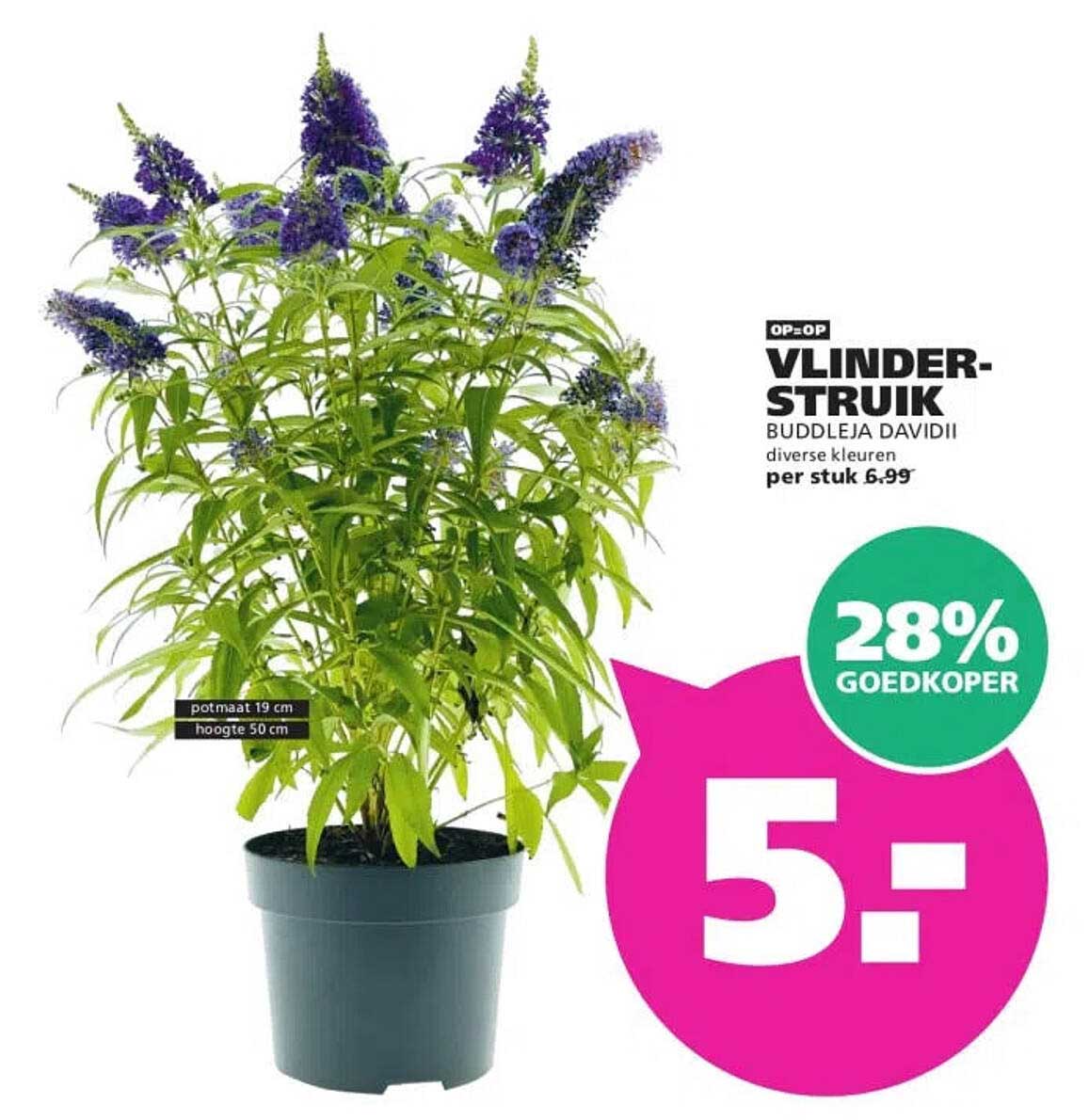 OP=OP VLINDER-STRUIK BUDDLEJA DAVIDII diverse kleuren per stuk