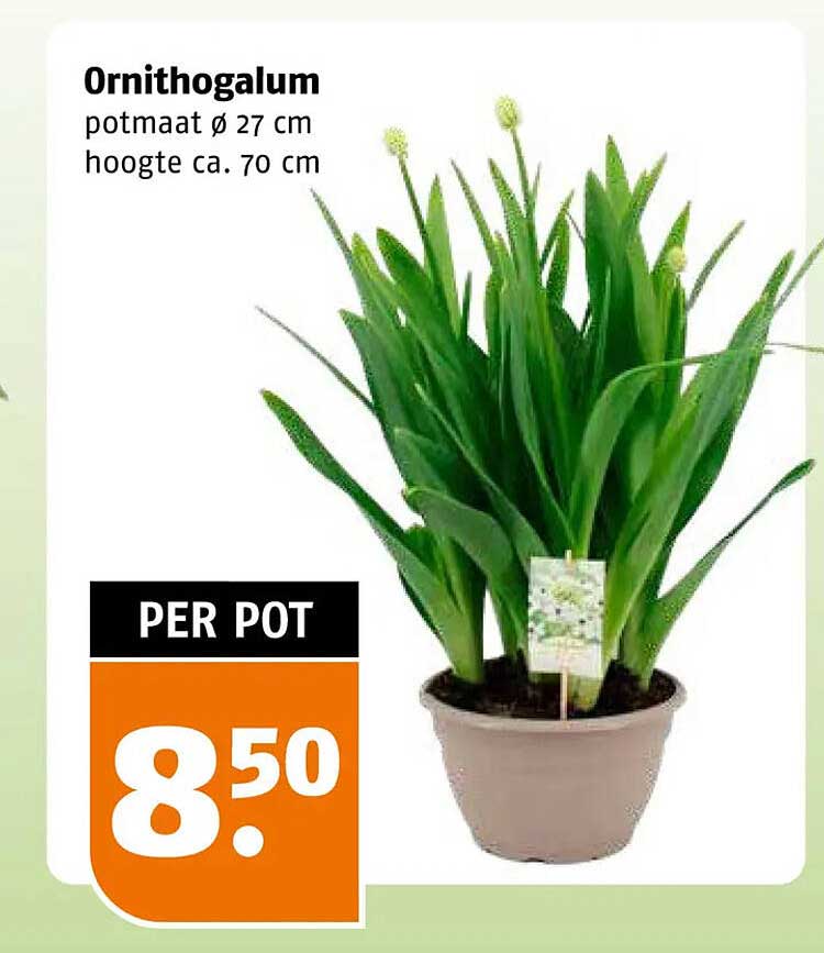 Ornithogalum potmaat ø 27 cm hoogte ca. 70 cm