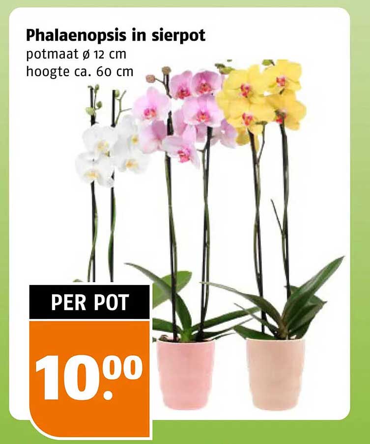 Phalaenopsis in sierpot