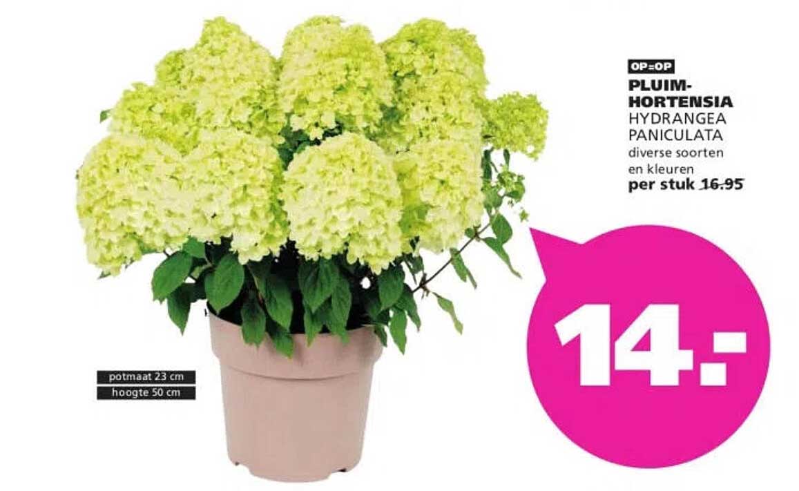 PLUIMHORTENSIA HYDRANGEA PANICULATA diverse soorten en kleuren