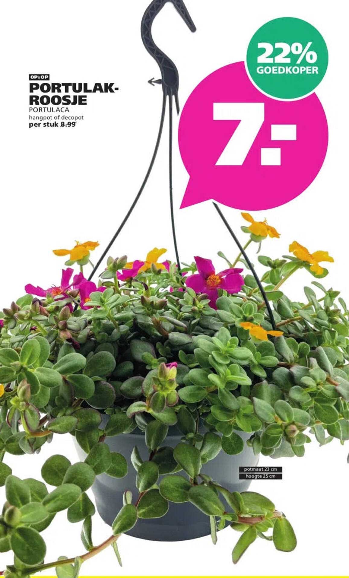 PORTULAK-ROOSJE PORTULACA hangpot of decopot per stuk 8.99