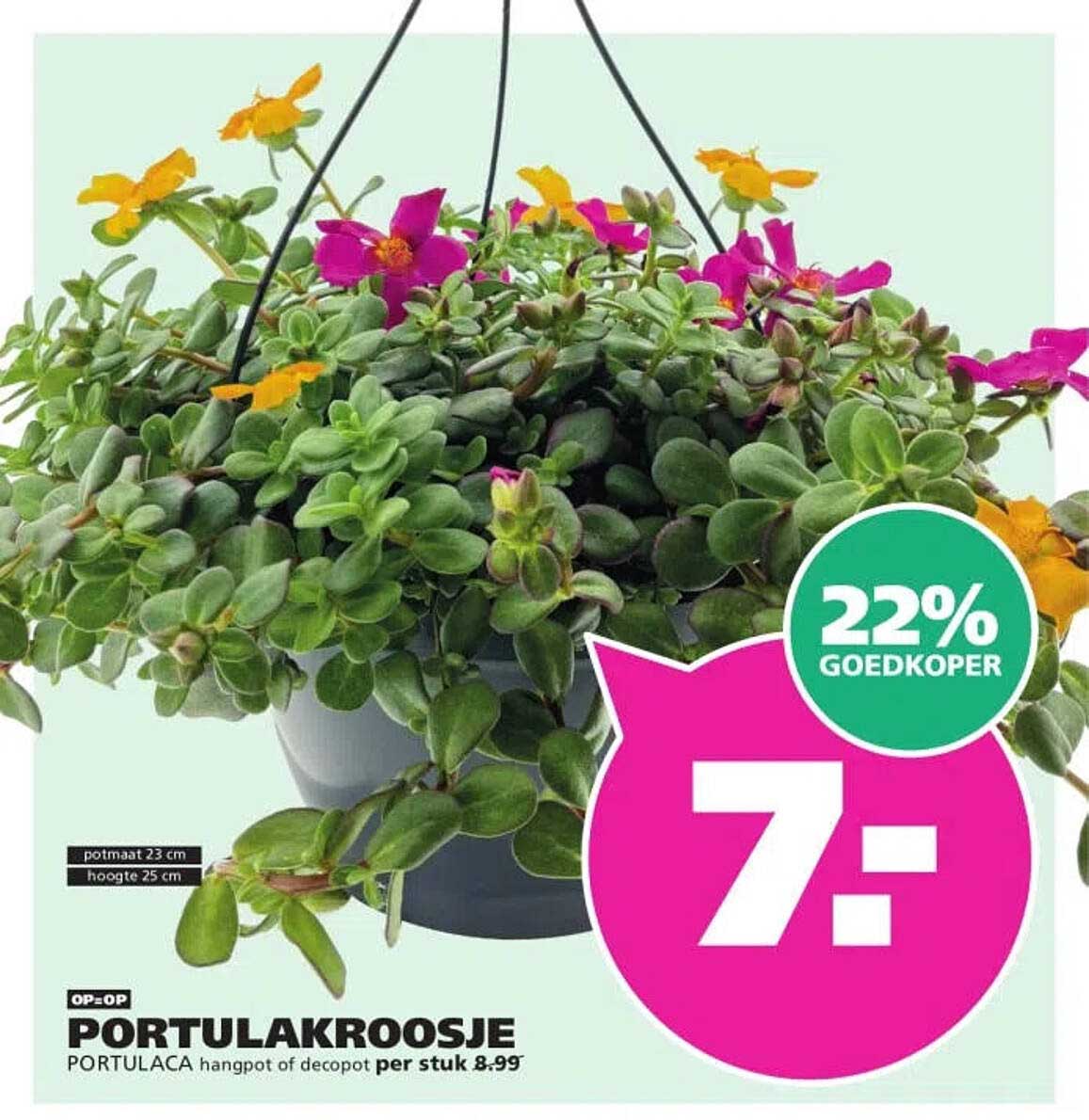 PORTULAKROOSJE