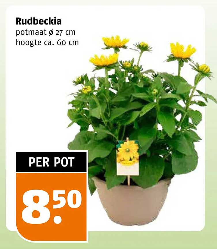 Rudbeckia potmaat ø 27 cm hoogte ca. 60 cm PER POT