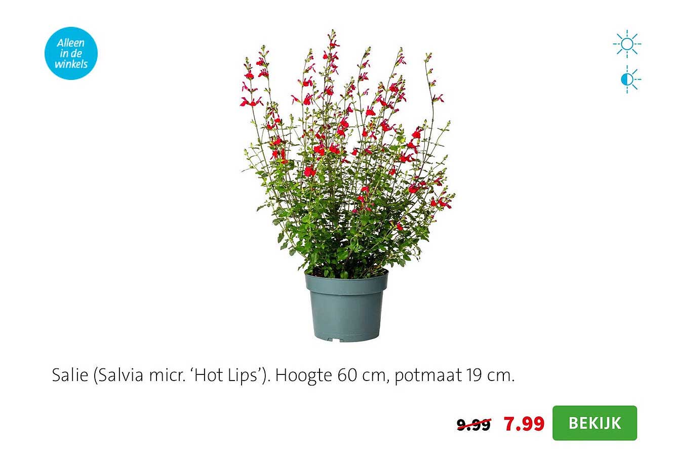 Salie (Salvia micr. ‘Hot Lips’)