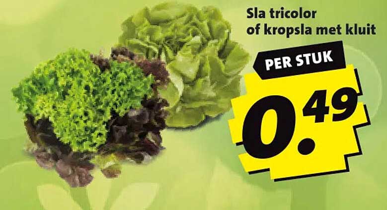 Sla tricolor of kropsla met kluit PER STUK
