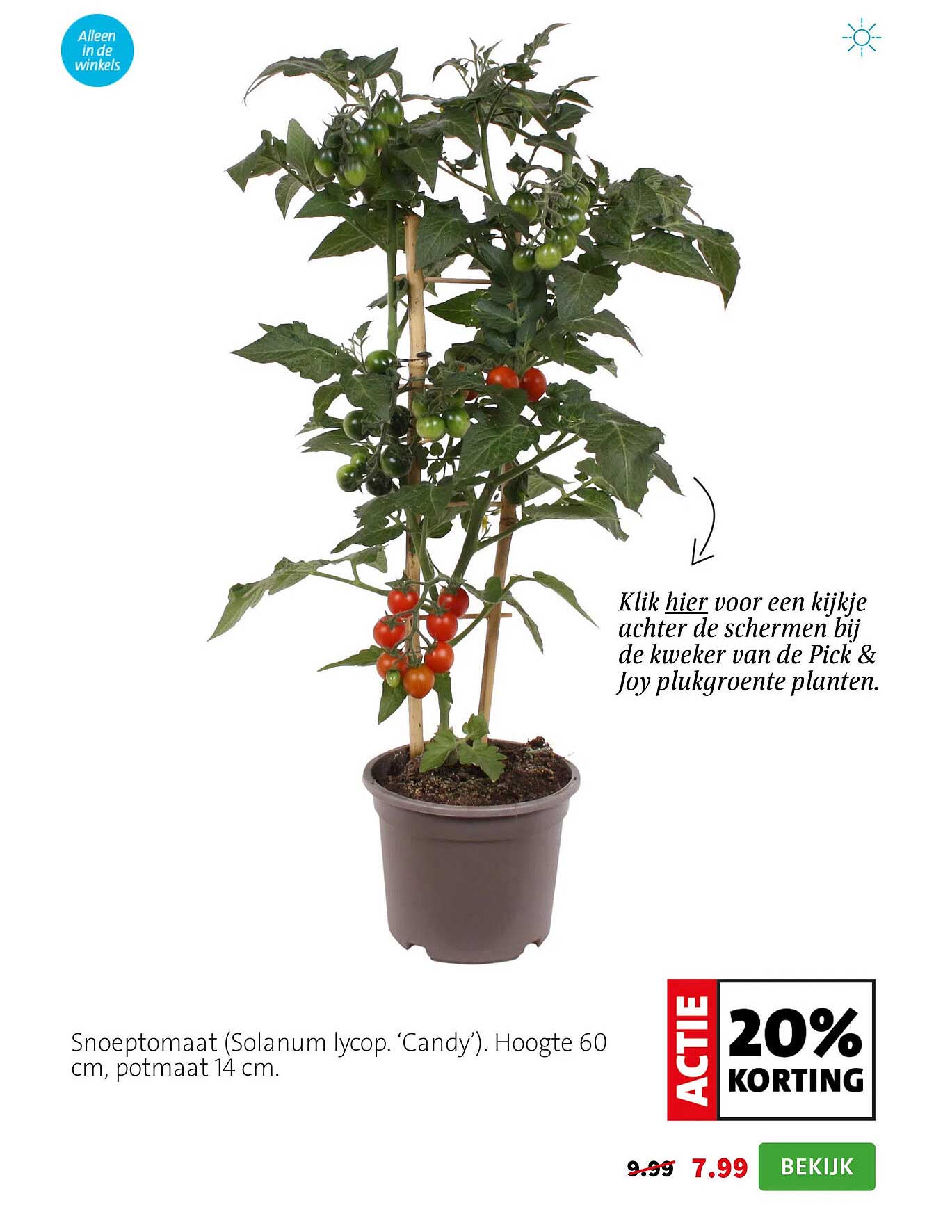 Snoeptomaat (Solanum lycop. ‘Candy’). Hoogte 60 cm, potmaat 14 cm. ACTIE 20% KORTING