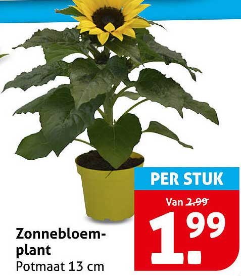 Zonnebloem-plant Potmaat 13 cm