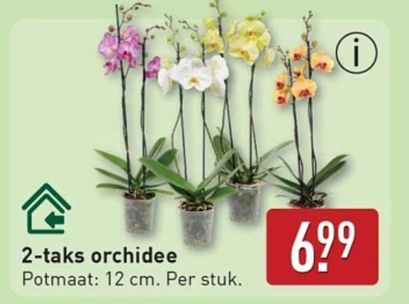 2-taks orchidee