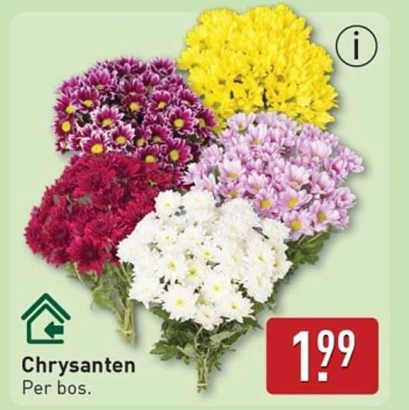 Chrysanten per bos