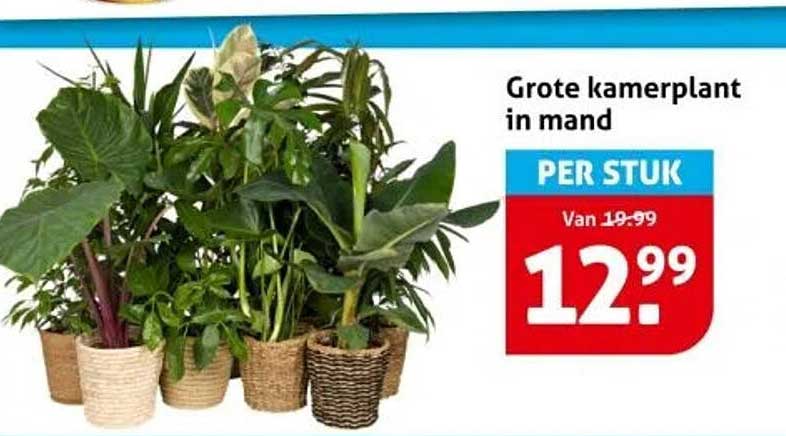 Grote kamerplant in mand