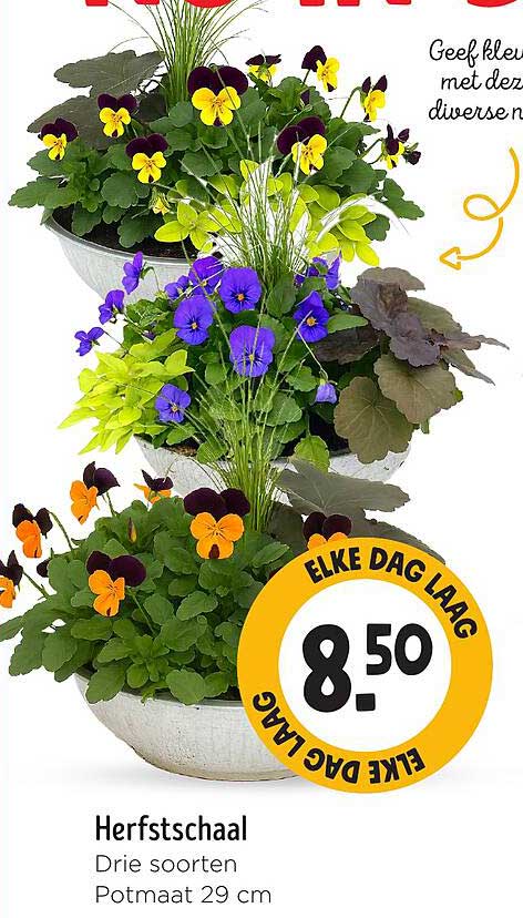Herfstschalen Drie soorten Potmaat 29 cm