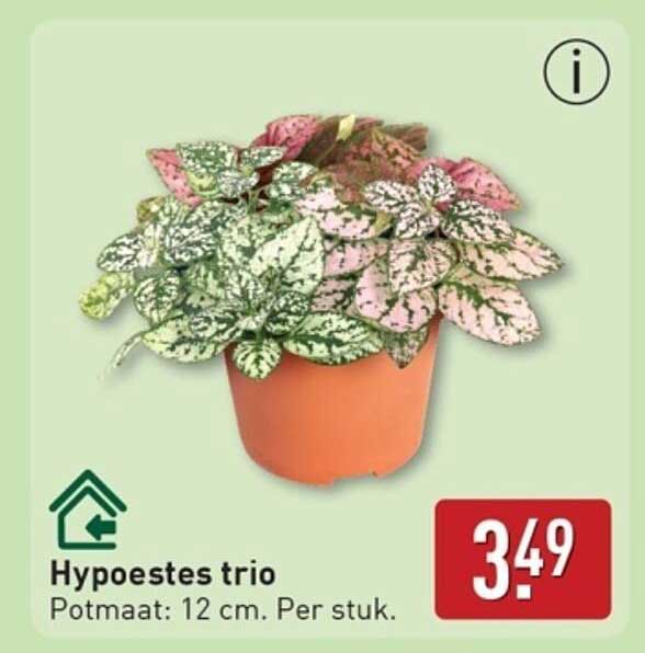 Hypoestes trio