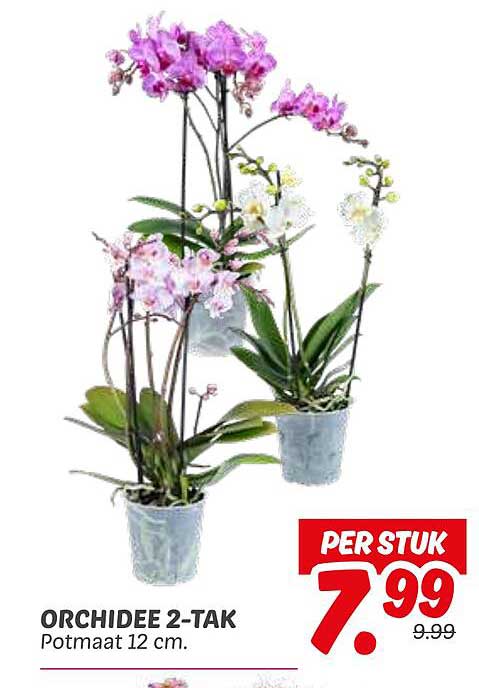 ORCHIDEE 2-TAK Potmaat 12 cm.