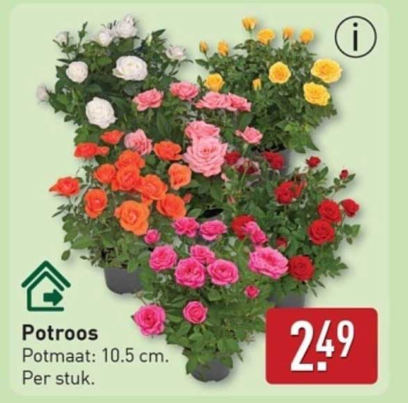 Potroos - 2,49