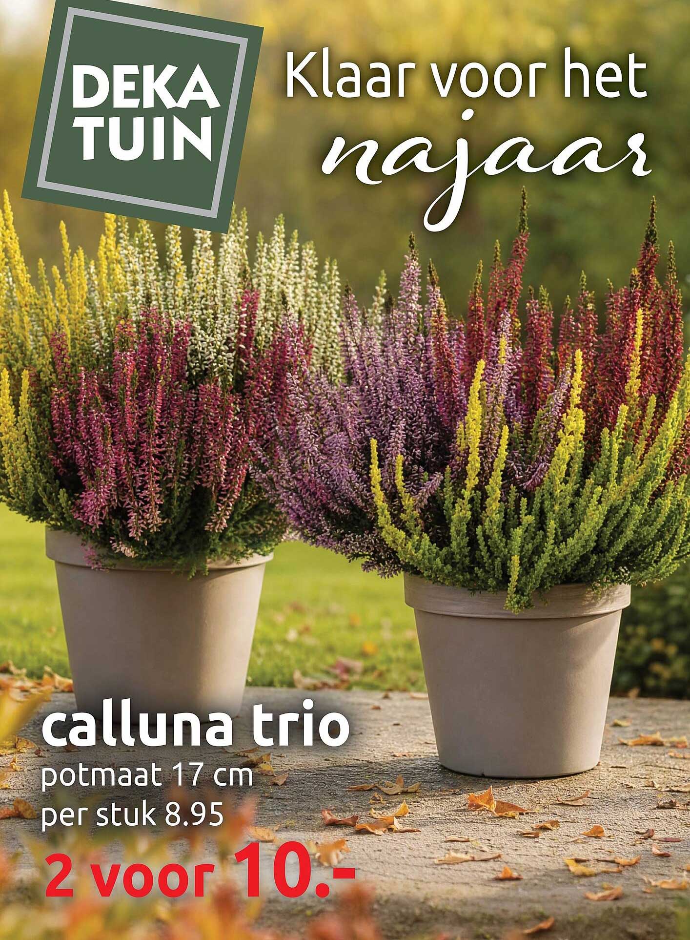 calluna trio potmaat 17 cm per stuk 8.95 2 voor 10.-
