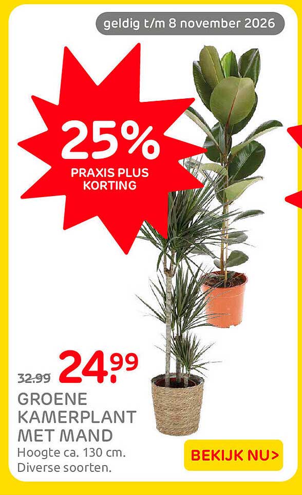 Groene kamerplant met mand 25% Praxis Plus korting