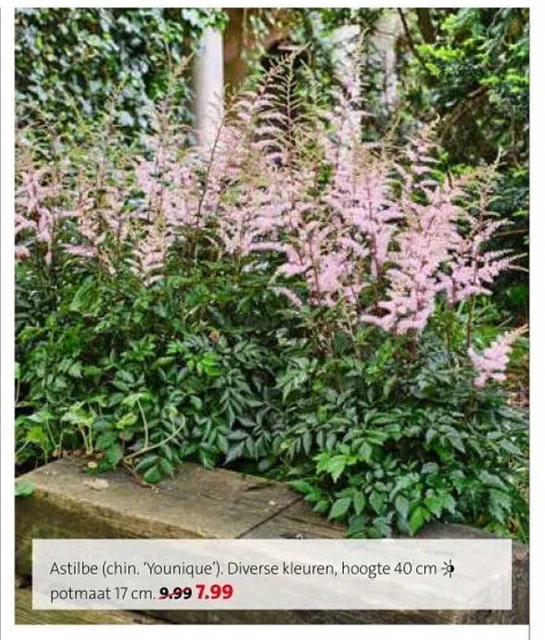 Astilbe (chin. 'Younique'). Diverse kleuren, hoogte 40 cm, potmaat 17 cm.
