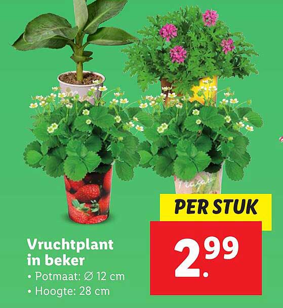 Vruchtplant in beker