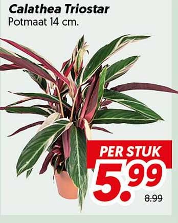 Calathea Triostar Potmaat 14 cm. PER STUK
