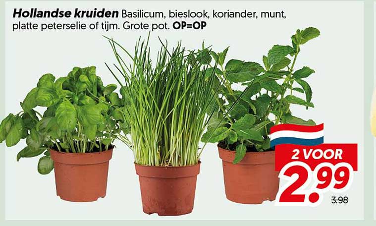 Hollandse kruiden Basilicum, bieslook, koriander, munt, platte peterselie of tijm. Grote pot. OP=OP 2 voor 2,99