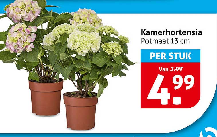 Kamerhortensia Potmaat 13 cm PER STUK