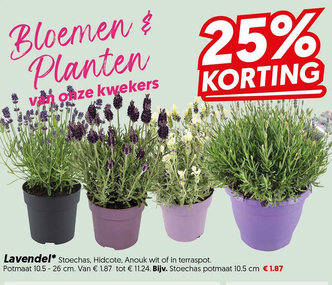 Lavendel* Stoechas, Hidcote, Anouk wit of in terraspot 25% korting