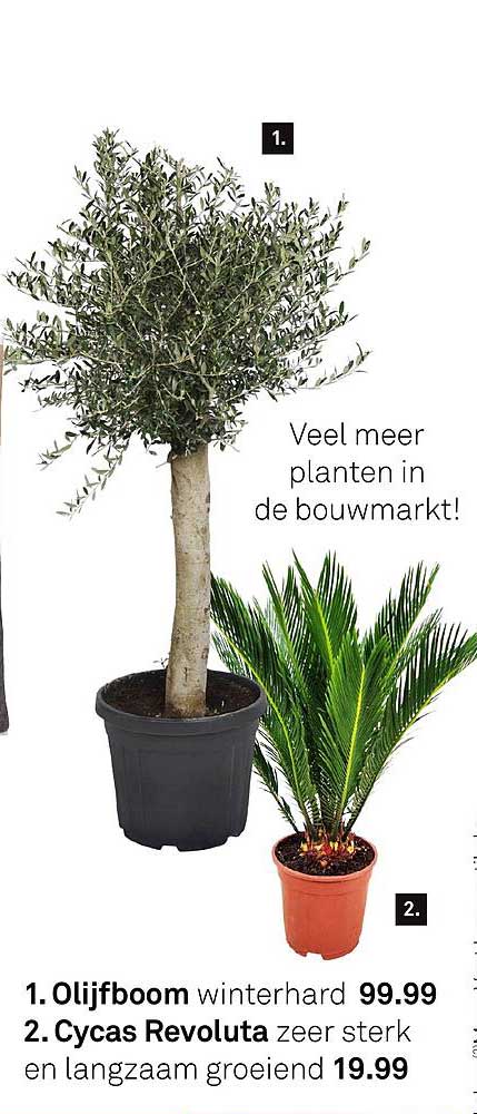 Olijfboom winterhard