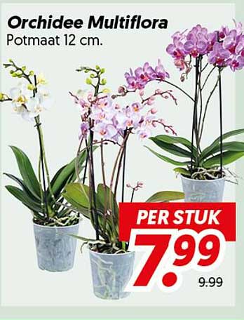 Orchidee Multiflora Potmaat 12 cm. PER STUK