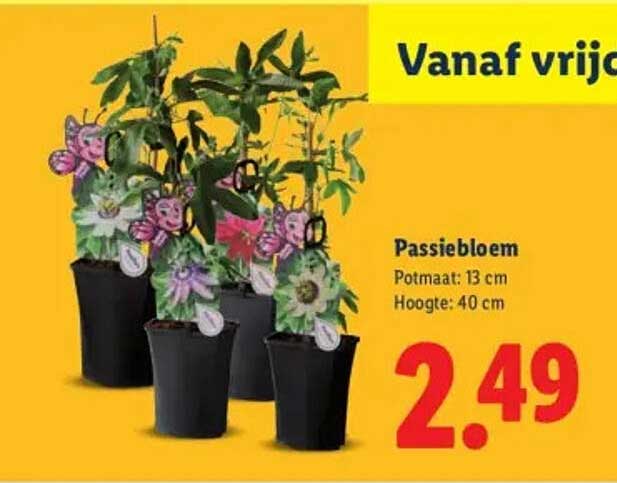 Passiebloem