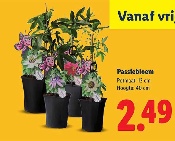 Passiebloem