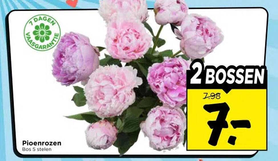 Pioenrozen Bos 5 stelen 2 bossen