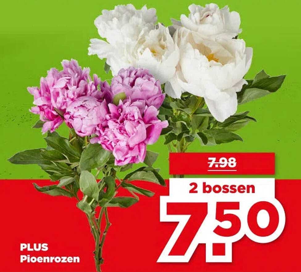 PLUS Pioenrozen 2 bossen