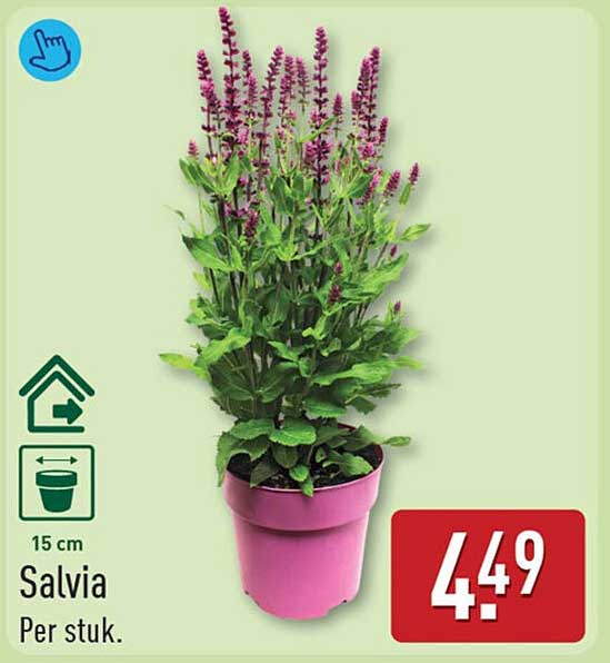 Salvia