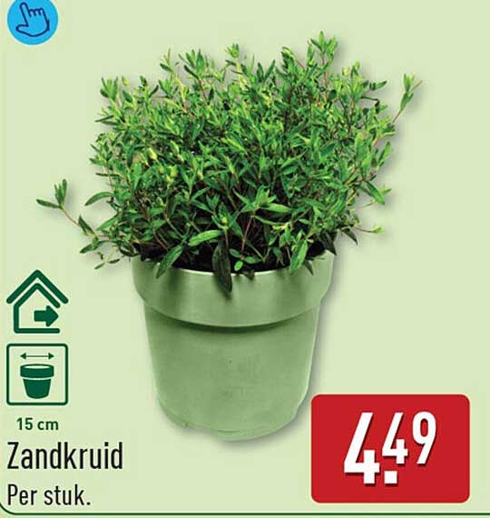 Zandkruid