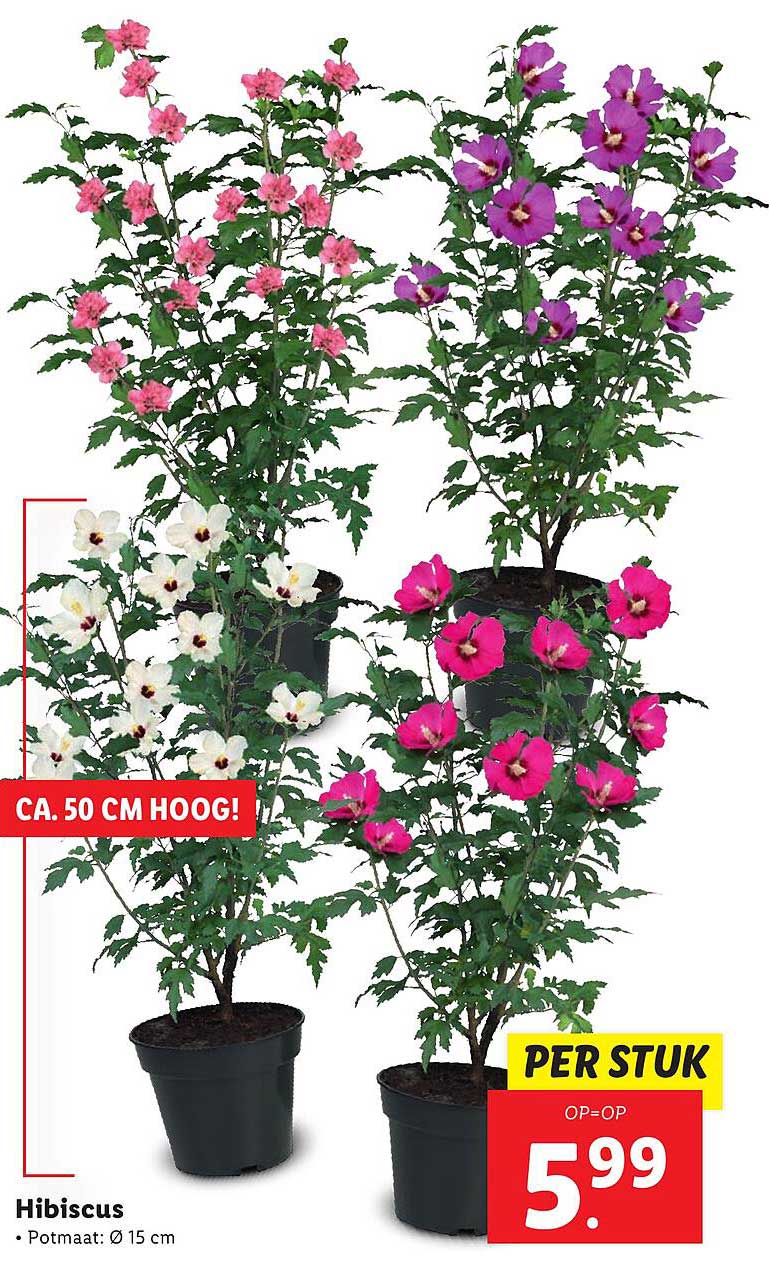 Hibiscus aanbieding bij Lidl