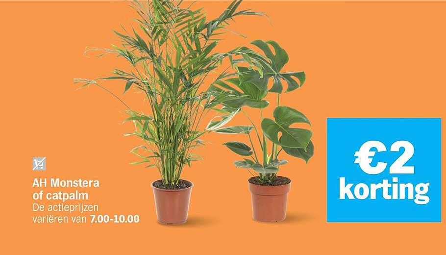 AH Monstera of catpalm €2 korting