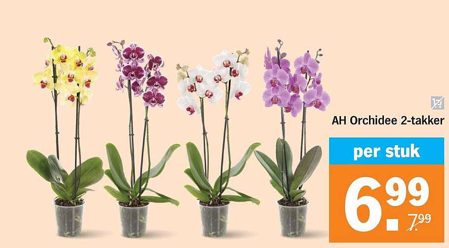 AH Orchidee 2-takker
