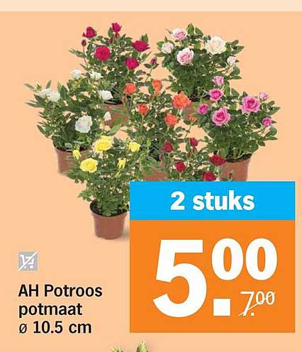 AH Potroos potmaat ø 10.5 cm 2 stuks