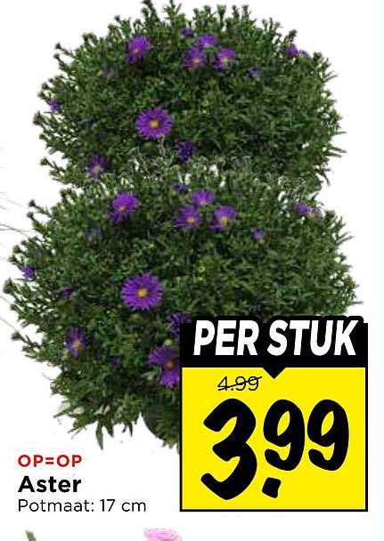 Aster
