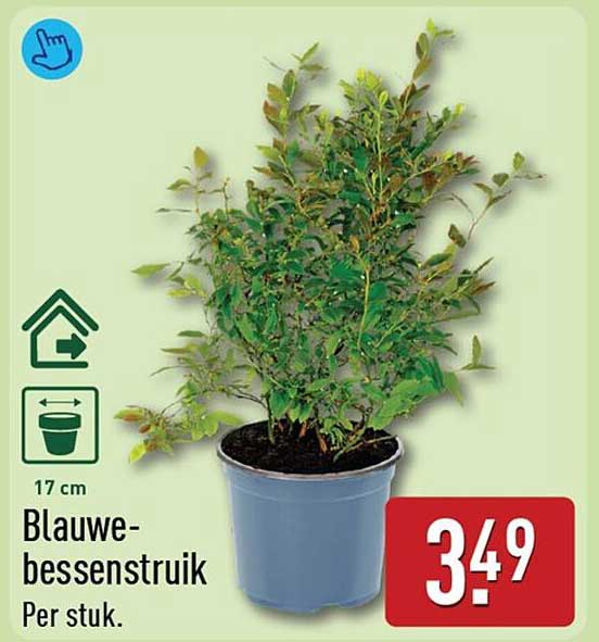 Blauwe-bessenstruik