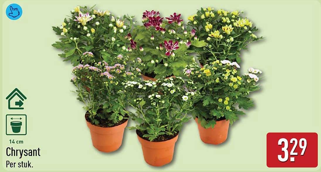 Chrysant