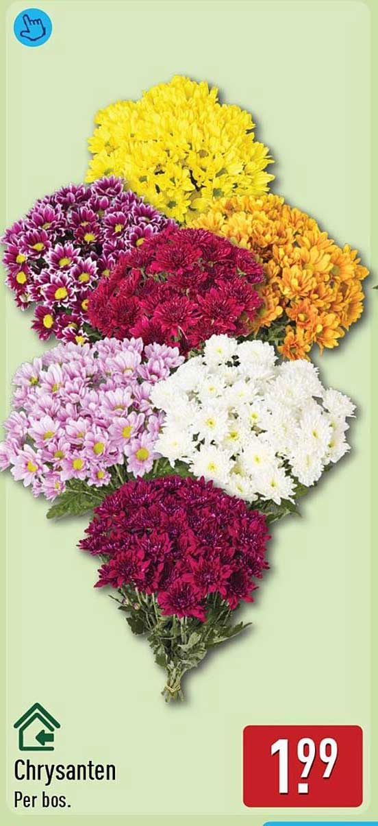 Chrysanten Per bos.