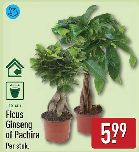 Ficus Ginseng of Pachira