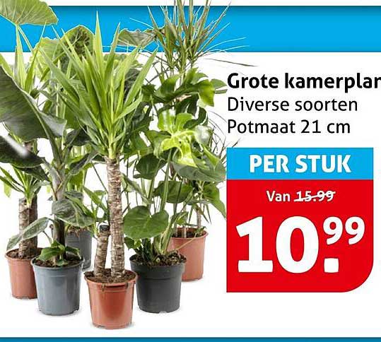 Grote kamerplanten Diverse soorten Potmaat 21 cm PER STUK