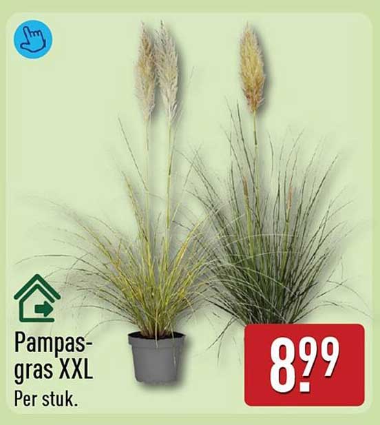 Pampasgras XXL