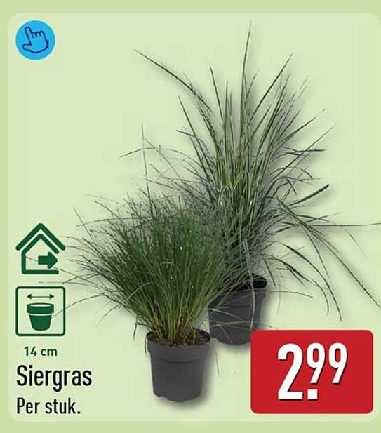 Siergras