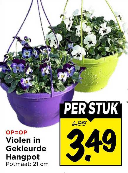 Violen in Gekleurde Hangpot Potmaat: 21 cm PER STUK