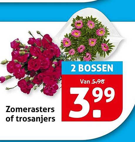Zomerasters of trosanjers 2 bossen