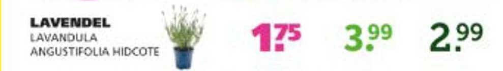 LAVENDEL